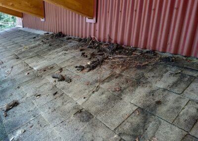 racoon waste in corner of barn roof