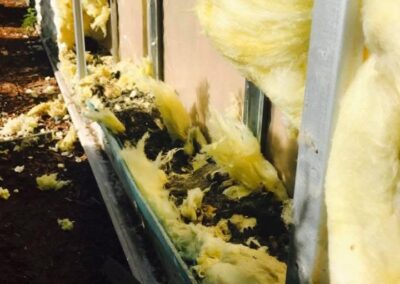 racoon waste in insulation