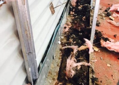 racoon waste in insulation